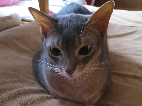 2009-07-22 遊び相手がいにゃいんだにゃ。。