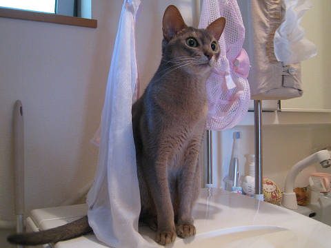 2009-05-01 やっぱり高い所にゃよ！