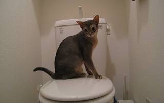 トイレにゃすよ・・・