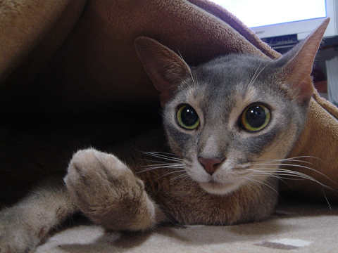 2007-09-30 えっ！？にゃにか？