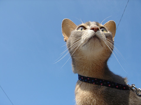 2007-11-03 にゃいすな空にゃん♪