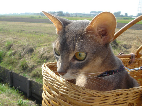 2007-10-25 田舎だにゃ。。