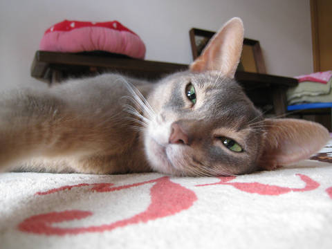 2009-07-30 これにゃ最高～♪