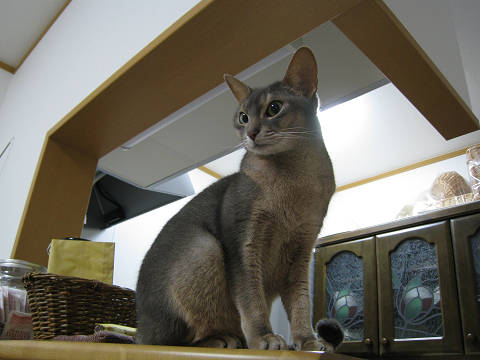 2009-01-23 みーんな見渡せるにゃり！