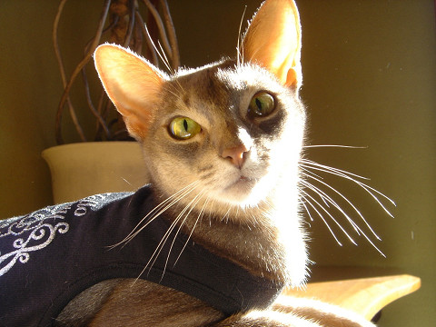 2007-12-09 にゃは～ん♪