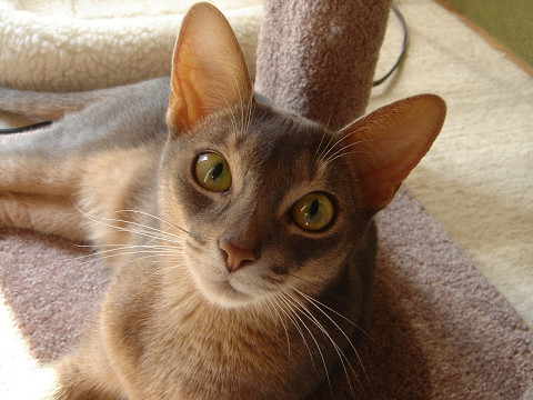 2007-10-15 にゃ・あ・にぃ♪