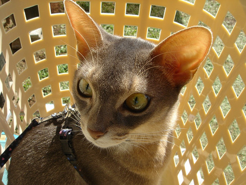 2007-10-22 うにゃ♪お外！