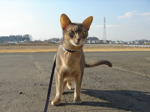 2007-12-18 にゃにゃにゃにゃぁーーーん！