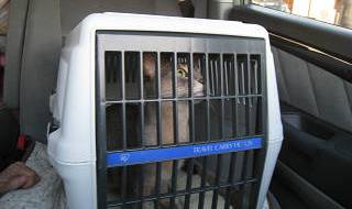 アパート生活、さよならにゃん！