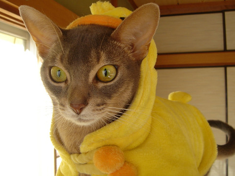 2007-11-19 今日はコートが必要にゃっ