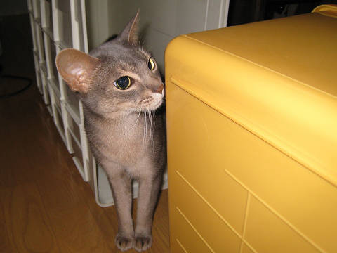 2009-03-22 お片付けにゃすか～！？