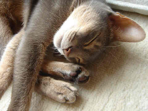 2007-09-19 いい夢見てるにゃ～♪