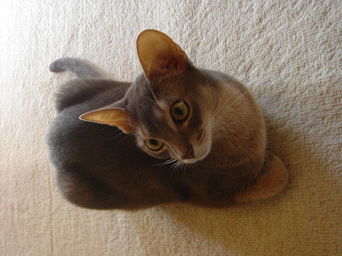 2007-10-18 今朝は寒くて寝坊しにゃったよ～