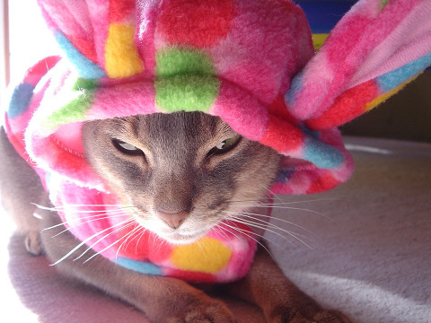 2007-11-23 頬被りににゃってにゃい！？