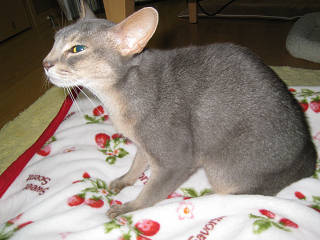 “ネズミ”って言うにゃよっ！