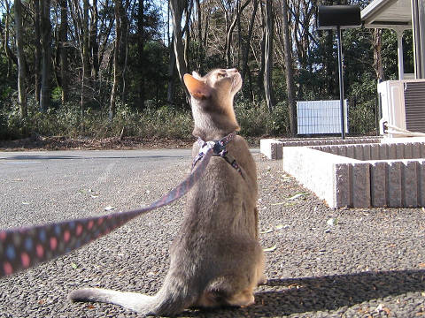 2009-01-03 お外の空気は気持ちいいにゃ～