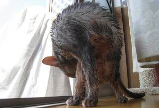 ハリネズミじゃにゃいっす！