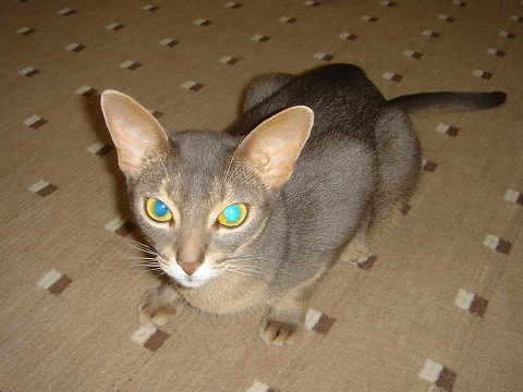 2007-09-12 【このみ】と同一人物？にゃよ～ん♪