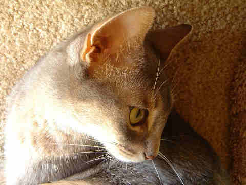 2007-10-05 じぃぃぃ・・・とにゃ！