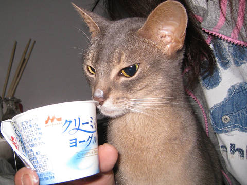 2009-05-18 今日は特別にゃんだぁ♪