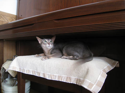 2009-08-19 秘密基地にゃんだけどぉ・・・