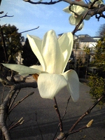 tibi木蓮2009_0318AF.jpg