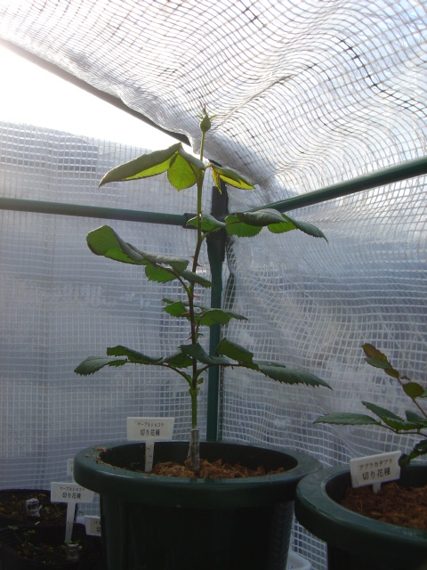 ﾏｰﾌﾞﾙｼｮｺﾗ20090221