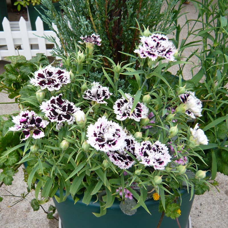 ﾀﾞｲｱﾝｻｽ090602