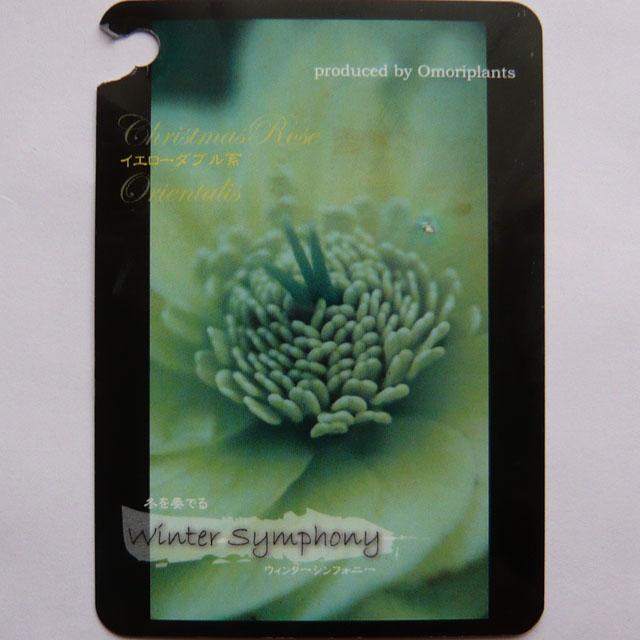 ｸﾘｽﾏｽﾛｰｽﾞ(ｳｲﾝﾀｰｼﾝﾌｫﾆｰ)