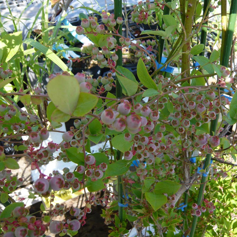 ﾌﾞﾙｰﾍﾞﾘｰ_ﾎｰﾑﾍﾞﾙ09051402