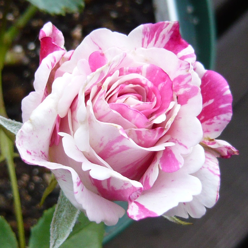 ﾐﾙｸｼｪｰｷ090514