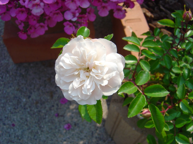 ｸﾞﾘｰﾝ･ｱｲｽ2008051701