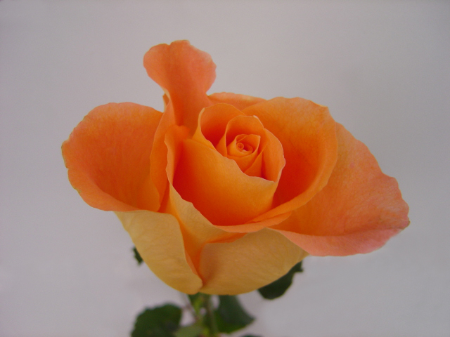 ﾏﾚｰﾗ200220081223