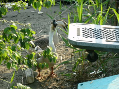 ガチョウにパン