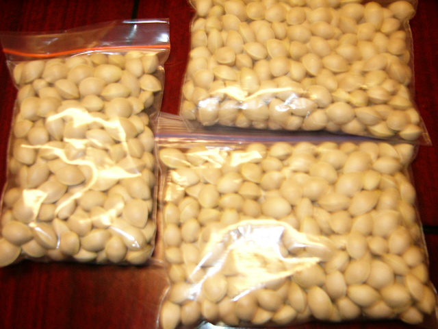 義兄が収穫した銀杏