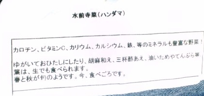 かごしまフェア水前寺菜.jpg