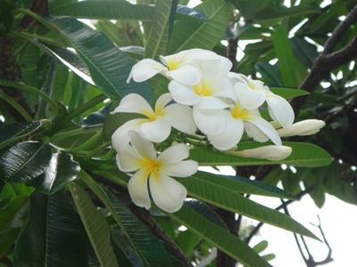 ハワイ２００９夏 プルメリア.jpg