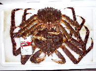 活本タラバガニオス　１,５ｋｇ