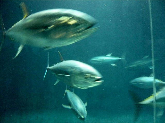 葛西臨海水族園５クロマグロ２