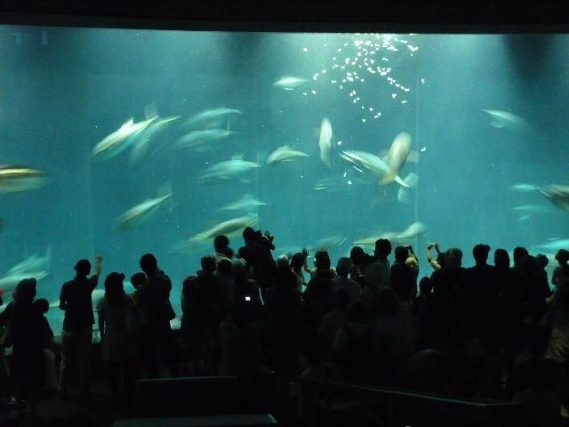 葛西臨海水族園７クロマグロ水槽２
