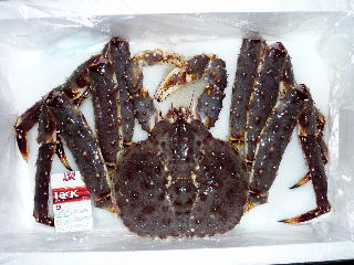 活タラバ蟹　３.５ｋｇ／札幌蟹販