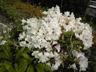 石楠花