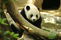 250px-Lightmatter_panda.jpg