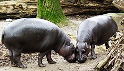 250px-Zwergflusspferd_-_Pygmy_Hippopotamus_-_Hexaprotodon_liberiensis.jpg