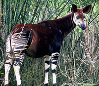 200px-Okapi2.jpg