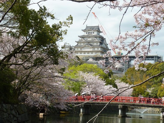 桜と姫路城1.JPG