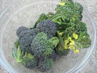 ブロッコリー３.jpg