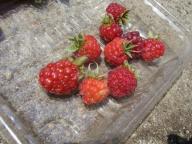 ラズベリー３.jpg