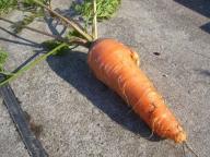 にんじん４.jpg