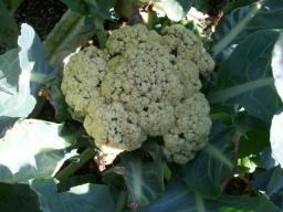カリフラワー5.jpg